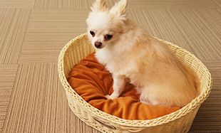 イメージ:愛犬