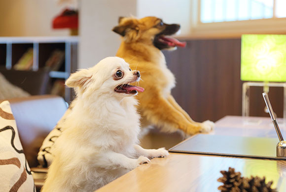 イメージ：愛犬用お食事